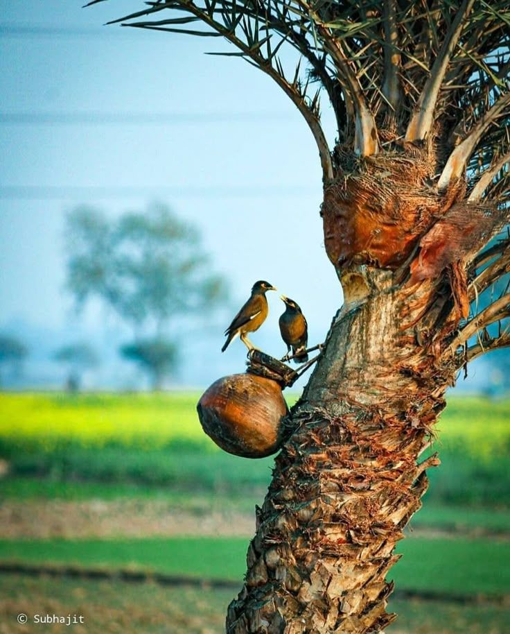 প্রিমিয়াম খেজুর গুড়